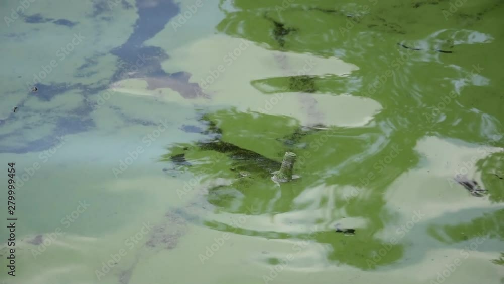 A glass bottle in the green water (algal bloom) A glass bottle in the green water (algal bloom)