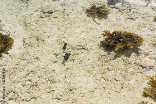 Small fish against background of seabed.