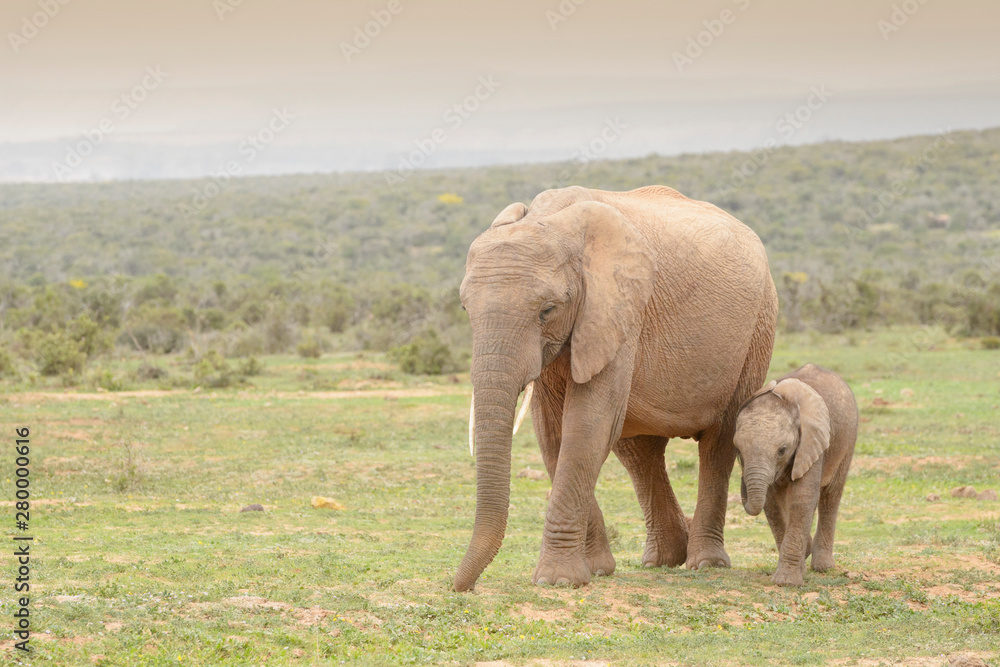 African Elephant (Loxodonta africana) baby walking with mother, Addo National Park, Eastern Cape Province, South Africa