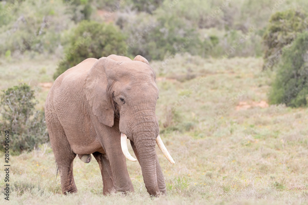 African Elephant (Loxodonta africana) bull on savanna, Addo National Park, Eastern Cape Province, South Africa