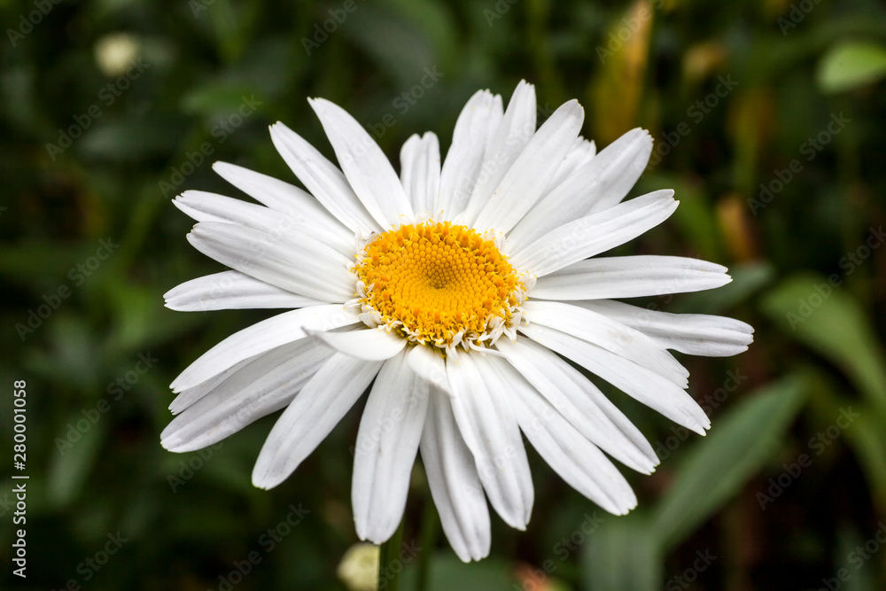 Leucanthemum x superbum 'Wirral Supreme' a spring summer flowering plant commonly known as Shasta daisy Leucanthemum x superbum 'Wirral Supreme' a spring summer flowering plant commonly known as Shasta daisy