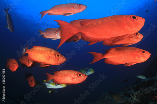 Fish school on coral reef. Crescent-tailed Bigeyes.   © Richard Carey