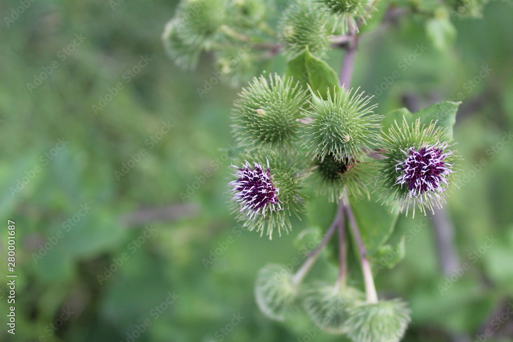 wild Thistle flower in the field in summer wild Thistle flower in the field in summer