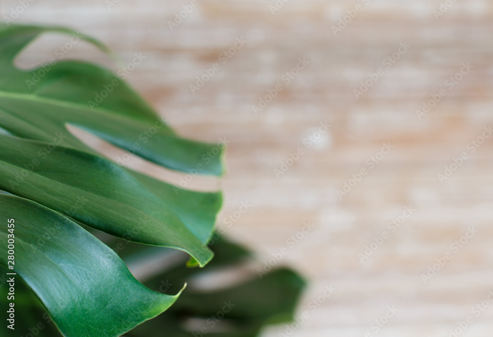 Tropical monstera leaf on a wooden background Tropical monstera leaf on a wooden background