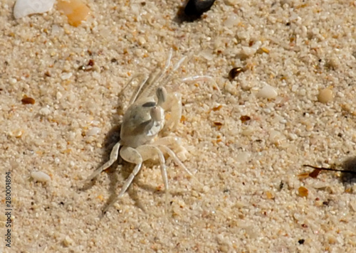 Ghost crabs are frightened when encountering enemies. photo