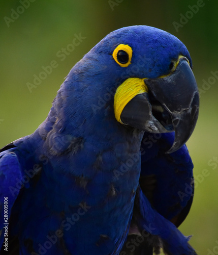  Blue macaw parrots are looking at food.