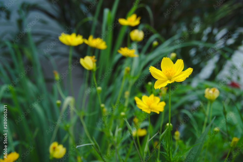 Fototapeta premium yellow flowers in the garden