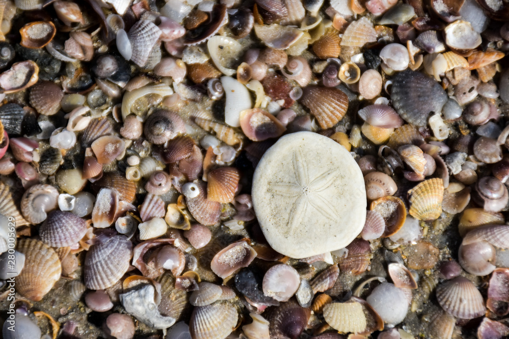 Starfish stand out among the many shells on the sand.