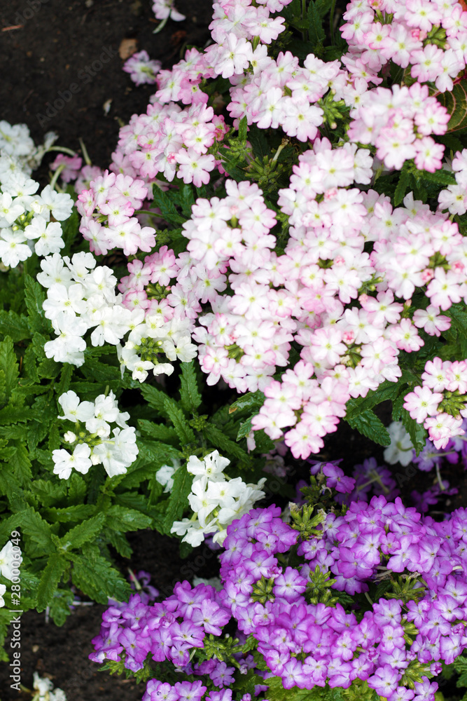 Obraz premium pastel purple pink garden flowers