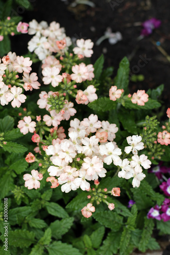 summer flowers in the garden