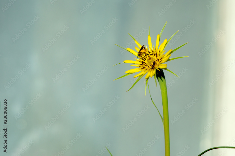 Bee on a yellow dandelion, macro photo. Insect pollinates a plant.