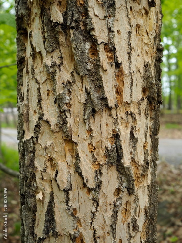 Close up of the damage to the bark of Ash trees (Fraxinus) when the Emerald Ash Borer invasive species takes hold.