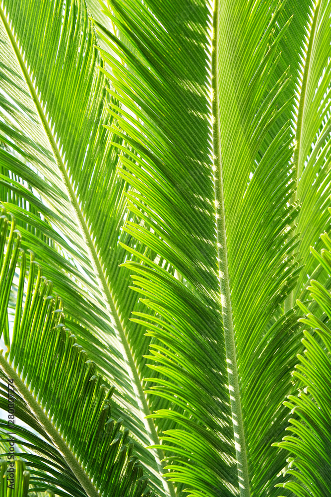 Group of big green leaves of exotic date palm tree, isolated on white background. Tropical plant foliage with visible texture. Pollution free symbol. Close up, copy space. Group of big green leaves of exotic date palm tree, isolated on white background. Tropical plant foliage with visible texture. Pollution free symbol. Close up, copy space.