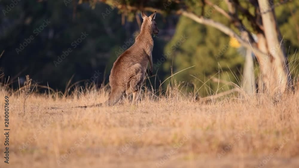 Beautiful wildlife shot of two kangaroos or wallaby standing and eating grass shortly before sunset. Footage taken in Wolgan Valley, part of the Blue Mountains, near Sydney, Australia. Beautiful wildlife shot of two kangaroos or wallaby standing and eating grass shortly before sunset. Footage taken in Wolgan Valley, part of the Blue Mountains, near Sydney, Australia.
