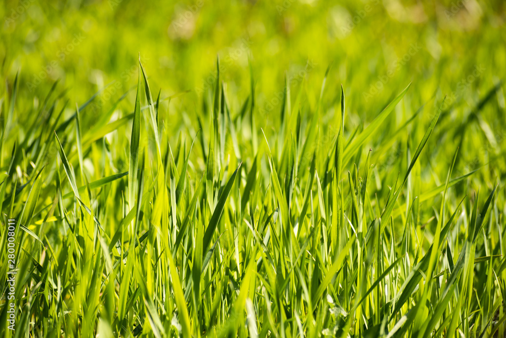 Background with bright green grass Background with bright green grass