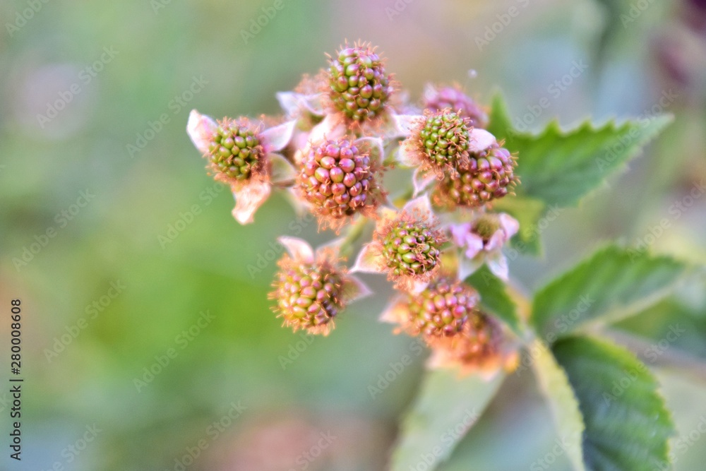 Bush with growing green blackberry berries with selective focus and blurred summer background. Organic unripe blackberries in the garden. Branch with green raspberry. Cluster with growing wild berry Bush with growing green blackberry berries with selective focus and blurred summer background. Organic unripe blackberries in the garden. Branch with green raspberry. Cluster with growing wild berry