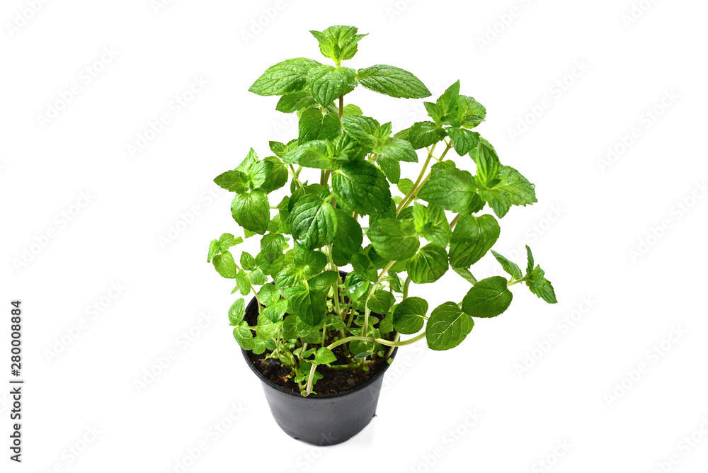 Fresh mint in a pot isolated on white background. Fresh mint in a pot isolated on white background.