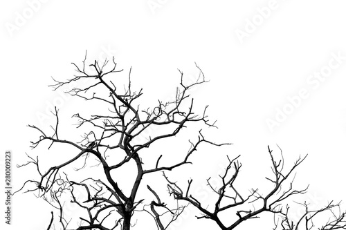 Silhouette dead tree and branch isolated on white background. Black branches of tree backdrop. Nature texture background. Tree branch for graphic design and decoration. Art on black and white scene.