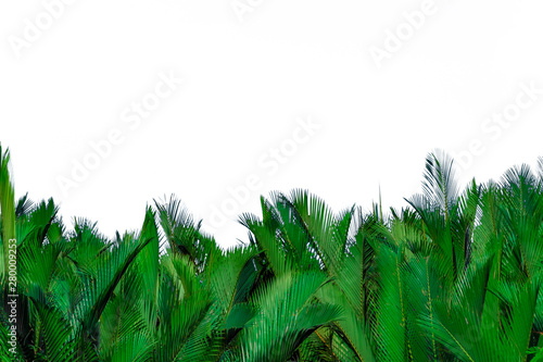 Nypa fruticans Wurmb (Nypa, Atap palm, Nipa palm, Mangrove palm). Green leaves of palm isolated on white background. Green leaf for decoration in organic products. Tropical plant. Green exotic leaf. photo