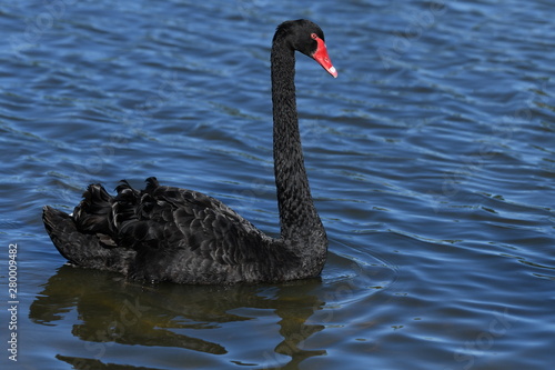 Fototapeta Naklejka Na Ścianę i Meble -  Black swan on lake