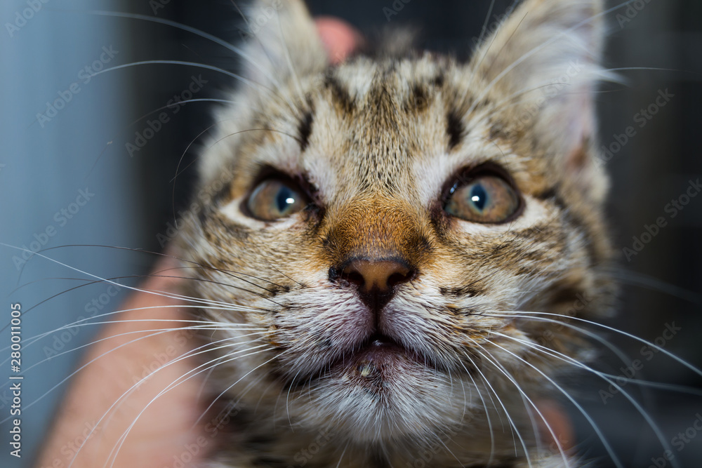 close-up photo of a kitten with angioedema