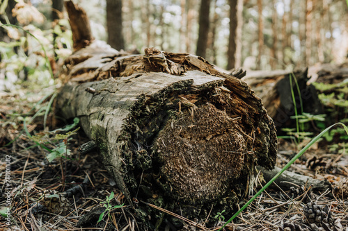 an old rotting tree lying in the middle of the forest