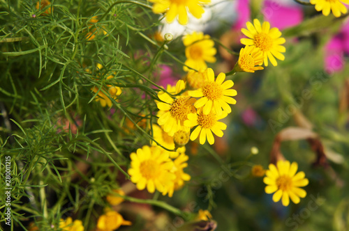 Cota tinctoria golden marguerite or yellow chamomile flowers 