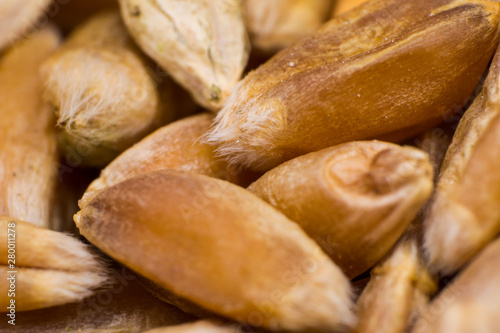 close-up photo of grain wheat