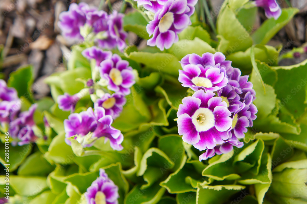 Purple and white primula auricula flowers Purple and white primula auricula flowers