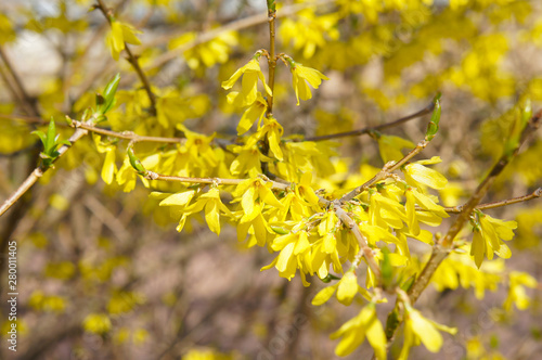 Forsythia shrub with yellow flowers 