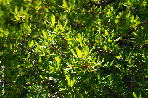 Myrica pensylvanica or northern bayberry green plant background photo