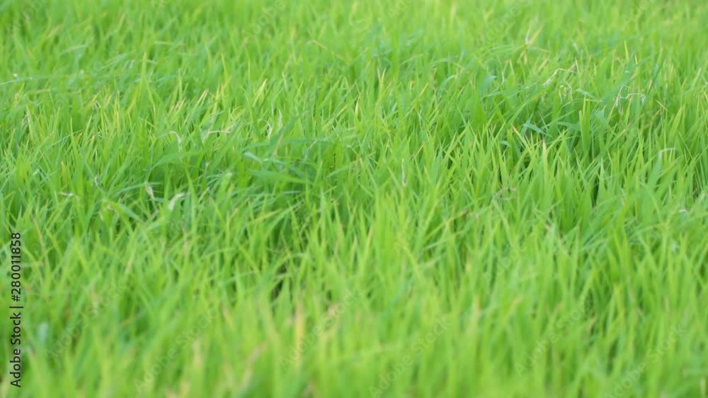 rice plant field rice plant field