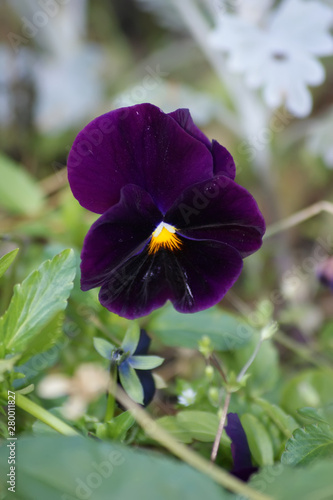 Pansy in the meadow