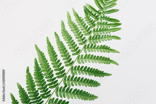 Leaf fern close-up