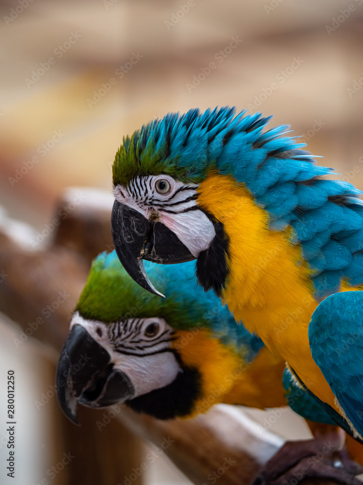 Macaw New World Parrots in Captivity