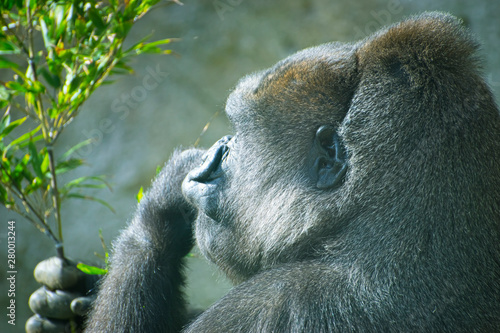 Mother  huge and powerful gorilla  natural environment  huge gorilla eating plants quietly