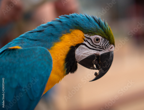 Macaw New World Parrots in Captivity © hyserb
