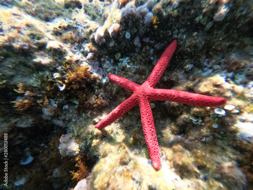 Underwater view of a red starfish at the sandy and rocky bottom of the sea.