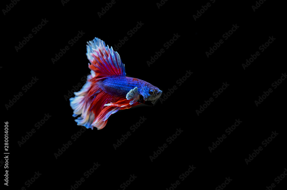 Fototapeta premium Beautiful fish in Thailand
