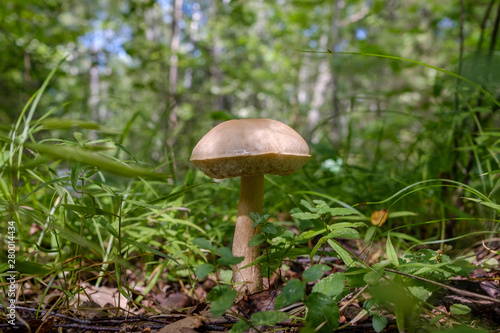 Forest boletus mushroom growing in the forest. Natural source of vegetable protein. Traditional Russian delicacy.