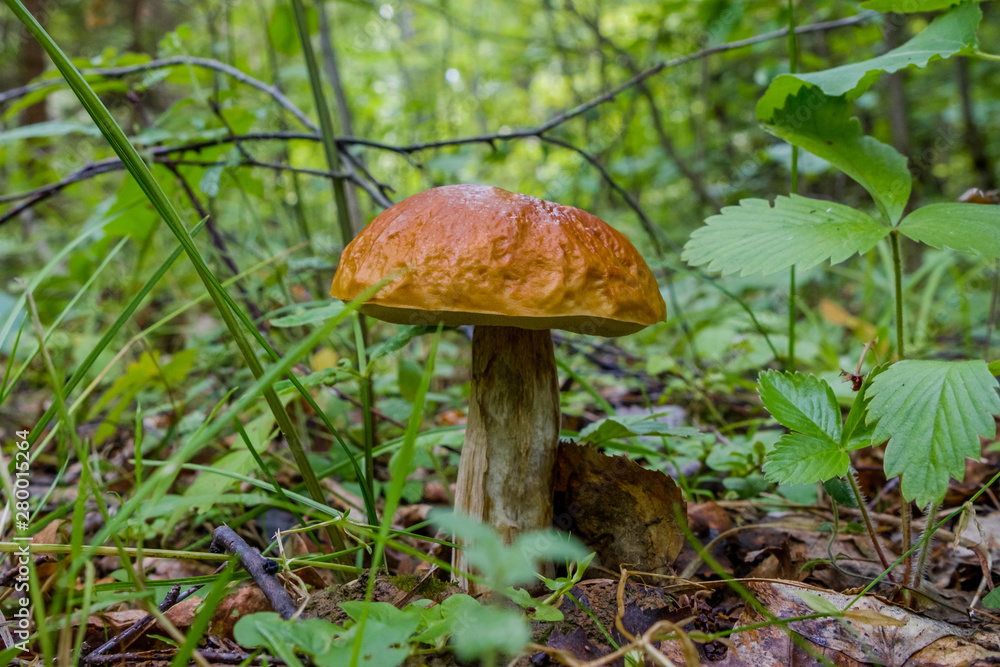 Forest mushroom aspen growing in the forest. Natural source of vegetable protein. Traditional Russian delicacy. Forest mushroom aspen growing in the forest. Natural source of vegetable protein. Traditional Russian delicacy.