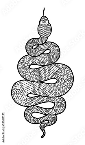 Coiled snake detailed illustration