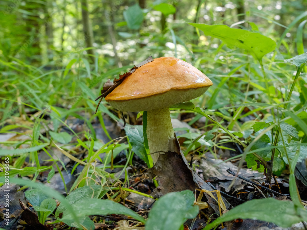 Forest mushroom aspen growing in the forest. Natural source of vegetable protein. Traditional Russian delicacy. Forest mushroom aspen growing in the forest. Natural source of vegetable protein. Traditional Russian delicacy.