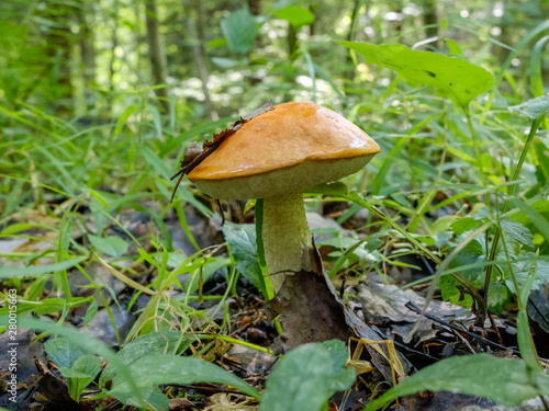 Forest mushroom aspen growing in the forest. Natural source of vegetable protein. Traditional Russian delicacy.