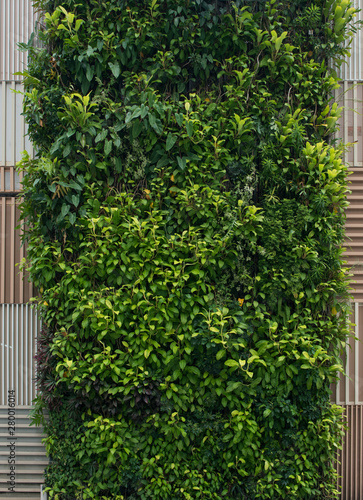 Green wall, vertical garden. Background with lush foliage. photo