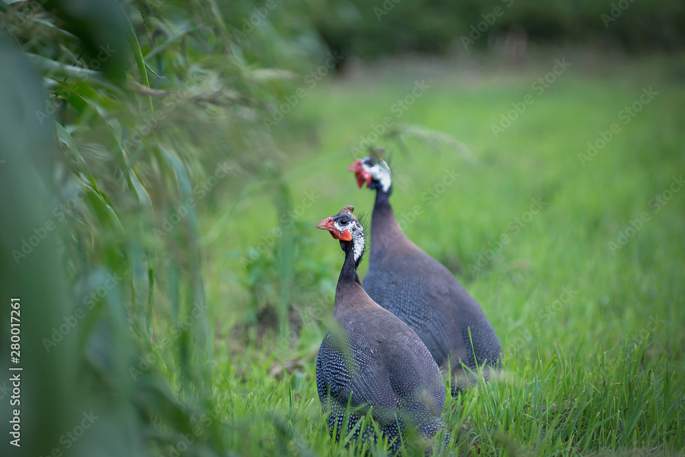 A beautiful bird with beautiful plumage walks in nature on green grass. A beautiful bird with beautiful plumage walks in nature on green grass.