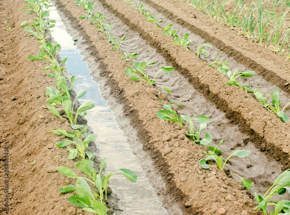 Irrigation of young cabbage in the field. Natural watering. Growing organic vegetables. Eco-friendly products. Agriculture and farming. Seedlings, cultivation. Ukraine, Kherson region. Selective focus Irrigation of young cabbage in the field. Natural watering. Growing organic vegetables. Eco-friendly products. Agriculture and farming. Seedlings, cultivation. Ukraine, Kherson region. Selective focus