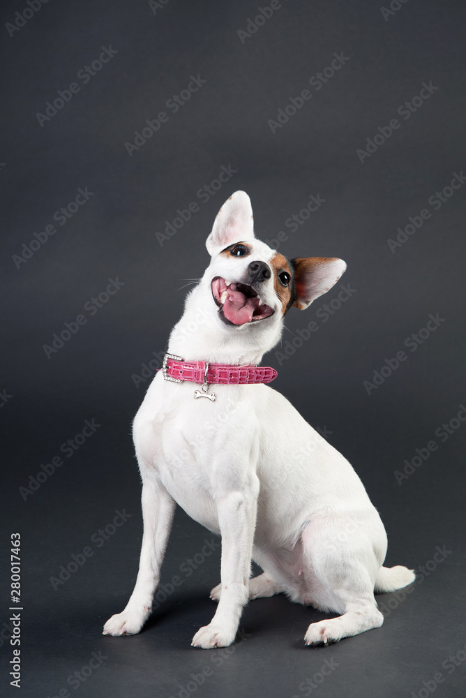 Jack russell terrier sits on black background. Smiling dog
