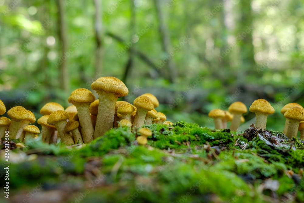 Honey Agaric mushrooms grow on tree in autumn forest. Group of wild mushrooms Armillaria. Honey Agaric mushrooms grow on tree in autumn forest. Group of wild mushrooms Armillaria.