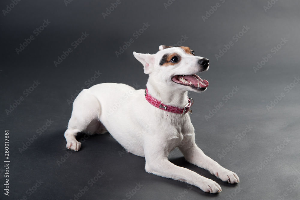 Jack russell terrier lying on black background. Smiling dog